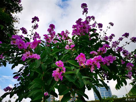 紫薇開花期|大花紫薇 